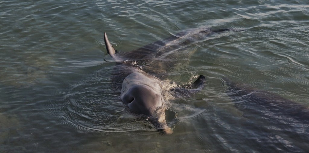 Monkey Mia: Dolphins &&nbsp;Emus