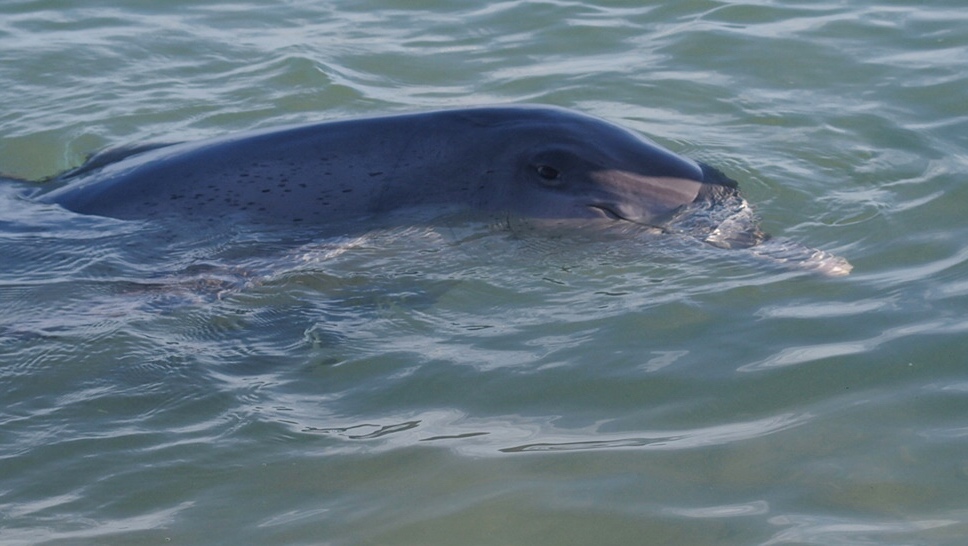 Australia Monkey Mia