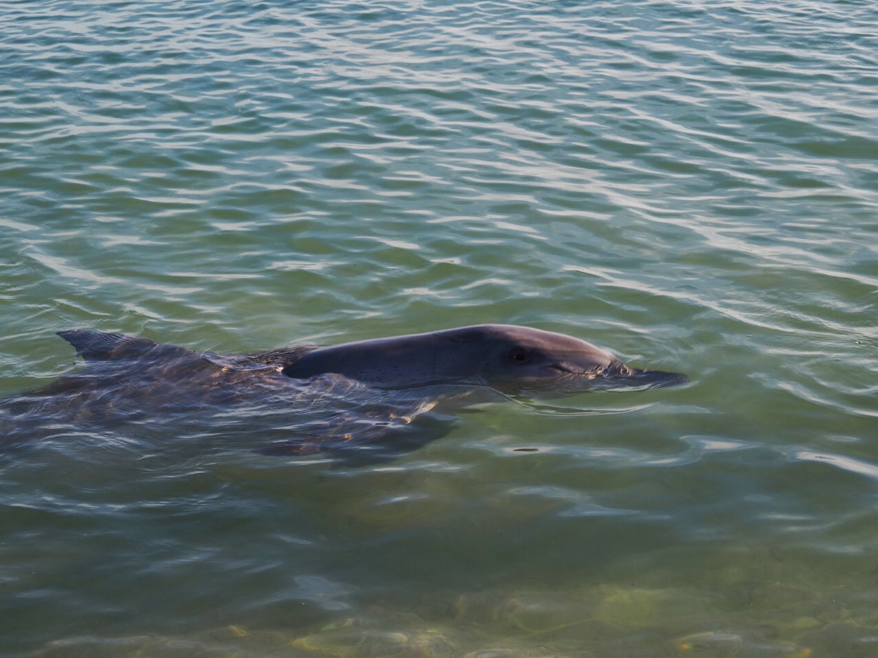 Australia Monkey Mia