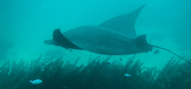 Coral Bay:  Swimming with Manta&nbsp;Rays