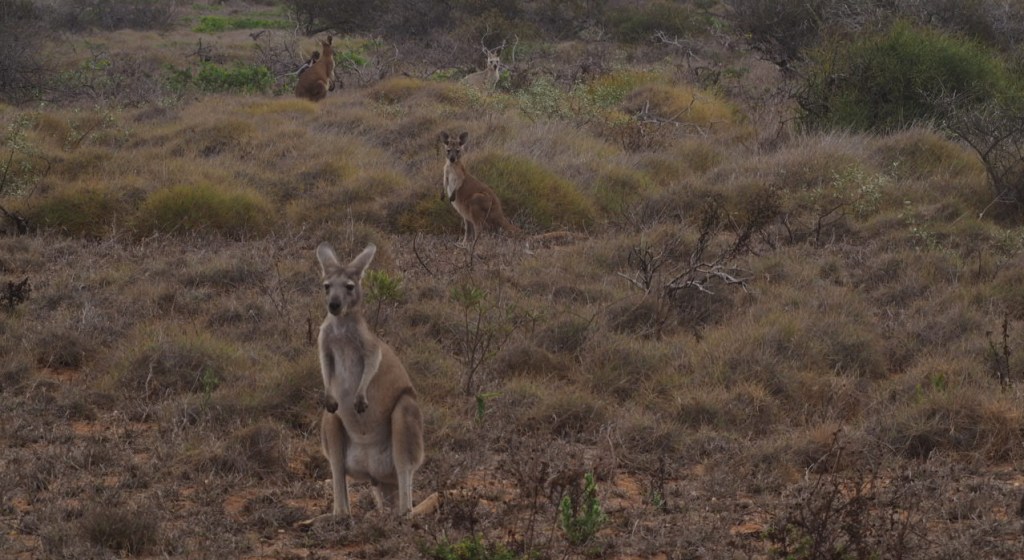 Kangaroos and Wannabes