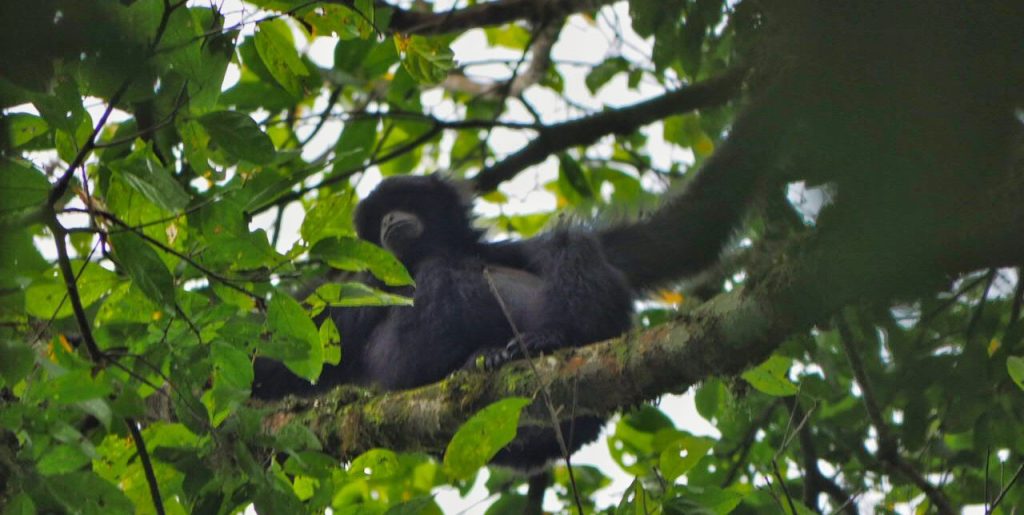 Sumatra:  Gibbons & More&nbsp;Orangutans