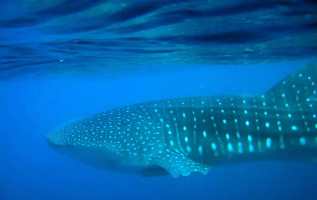 Is it a Whale or a&nbsp;Shark?