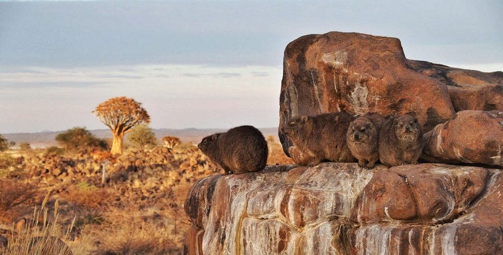 Quivertree Forest to Fish River&nbsp;Canyon