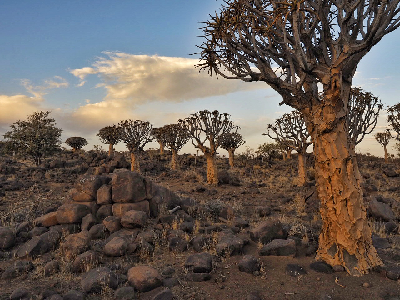 Namibia Quivertrees Forest