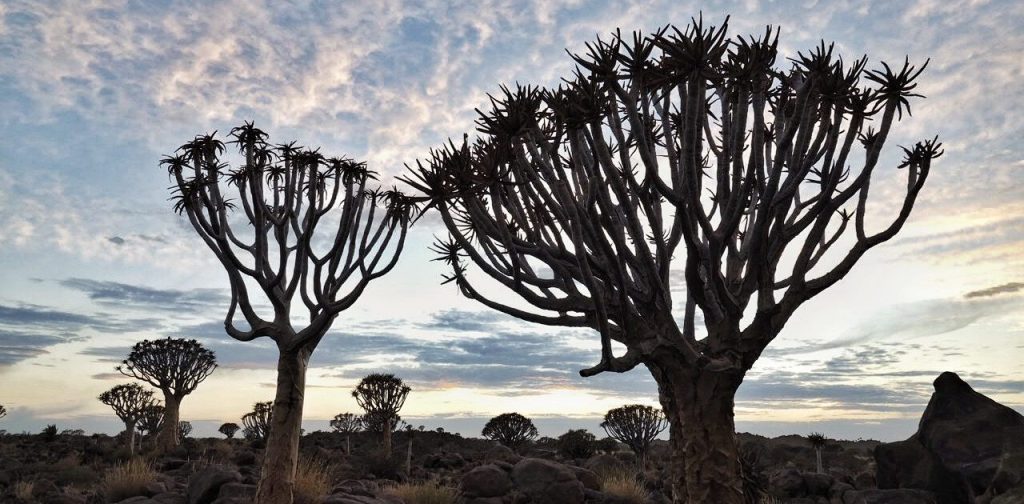 Kalahari to Quivertree&nbsp;Forest