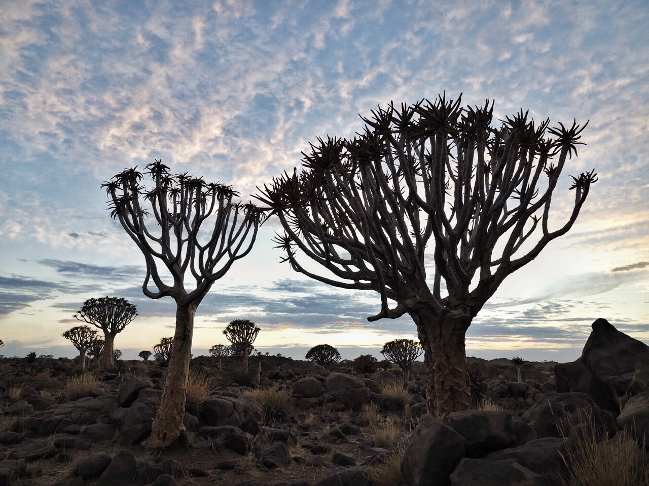 Namibia Quivertrees Forest