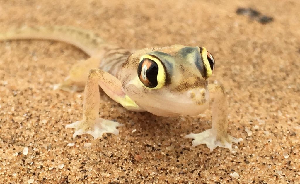 Cool Break on the Skeleton Coast 