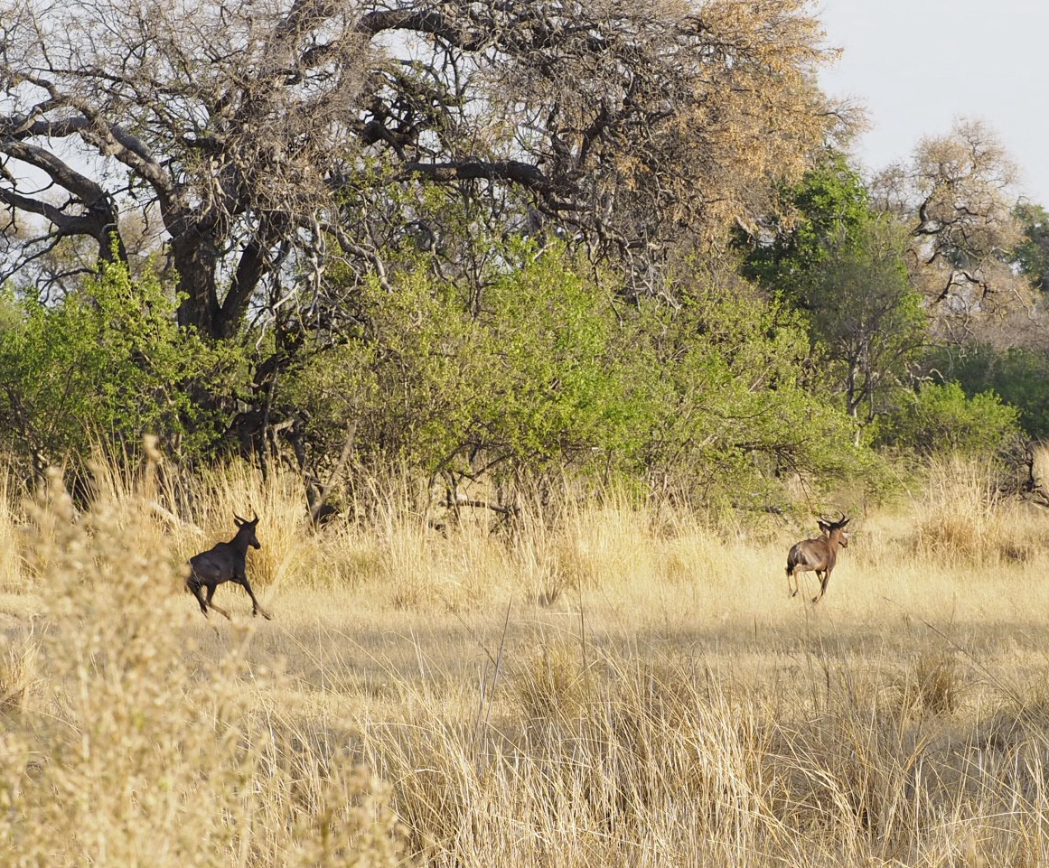 Botswana Okavango Delta