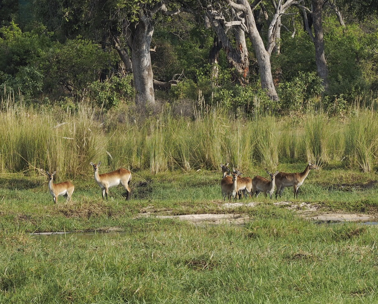 Botswana Okavango Delta