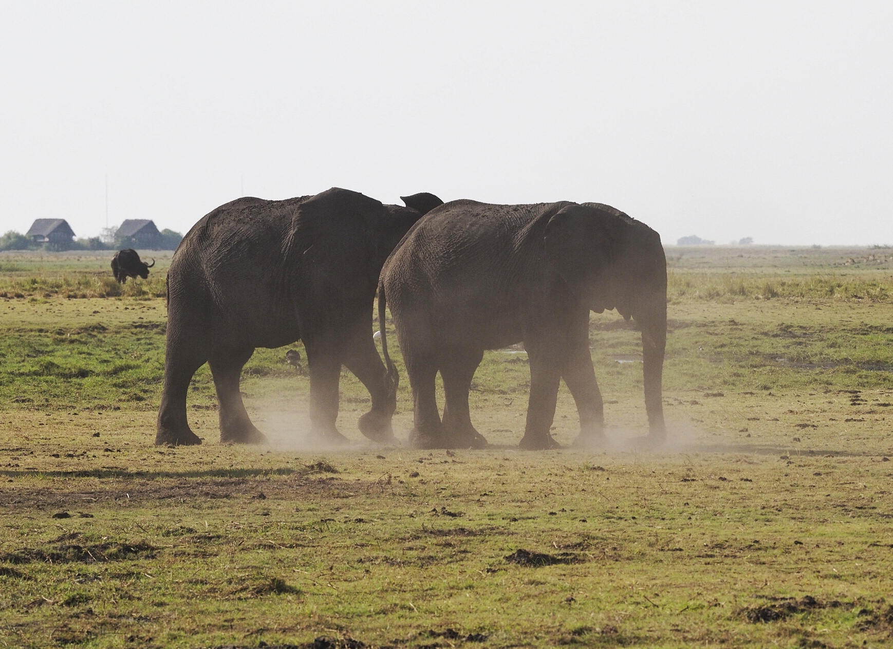 Botswana Chobe National Park