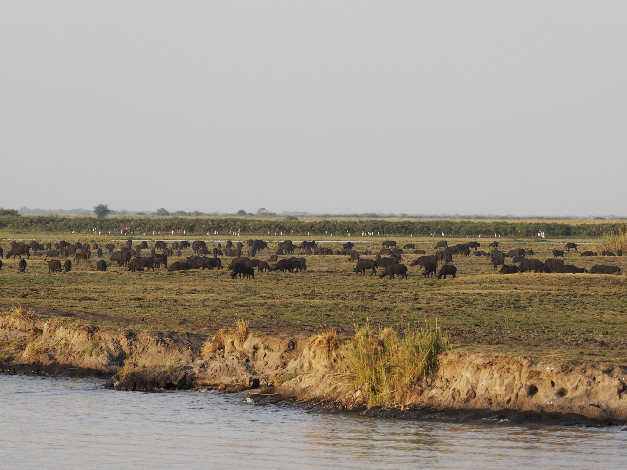 Botswana Chobe National Park