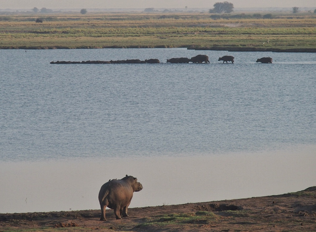 Botswana Chobe National Park