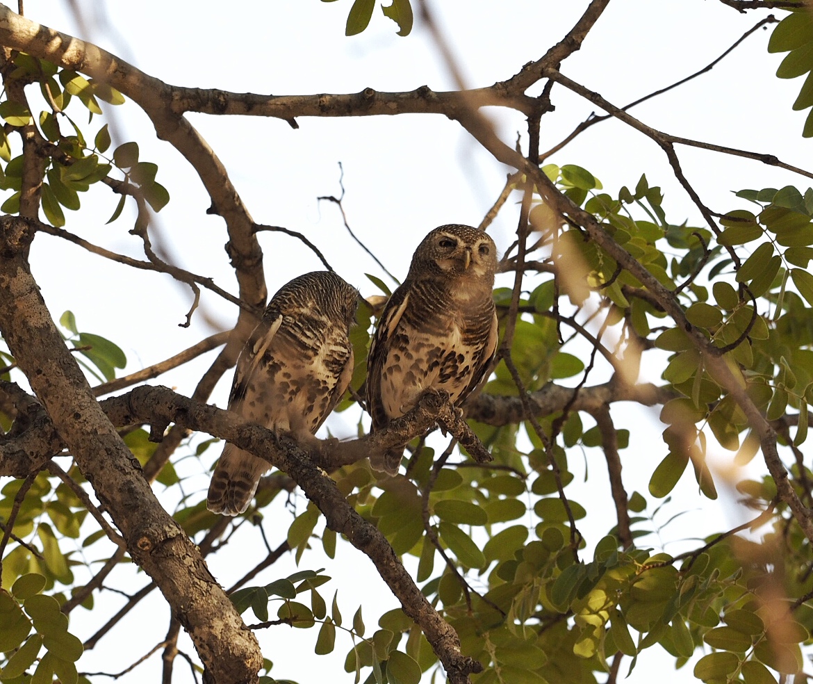 Botswana Chobe National Park