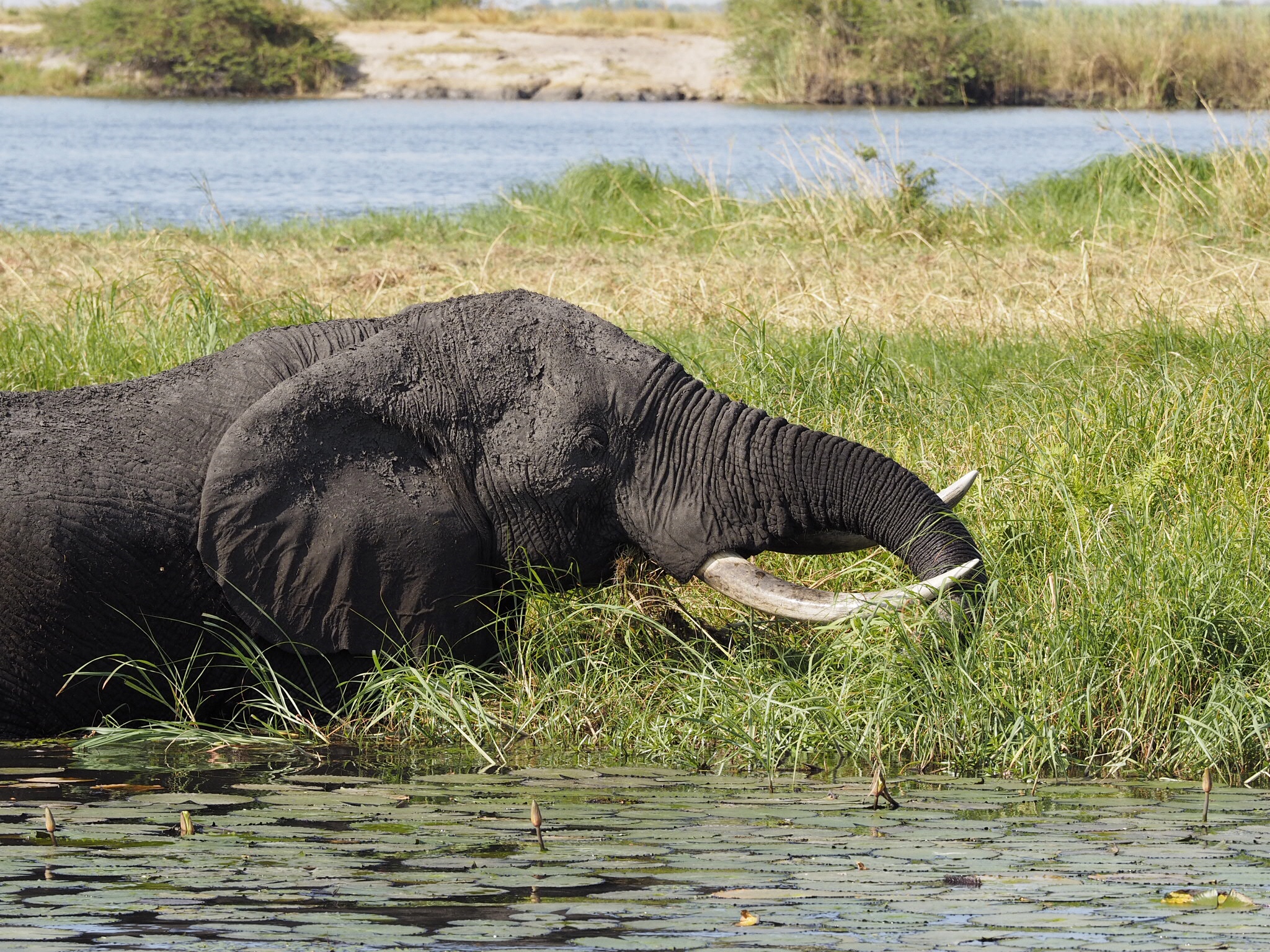 Botswana Chobe National Park
