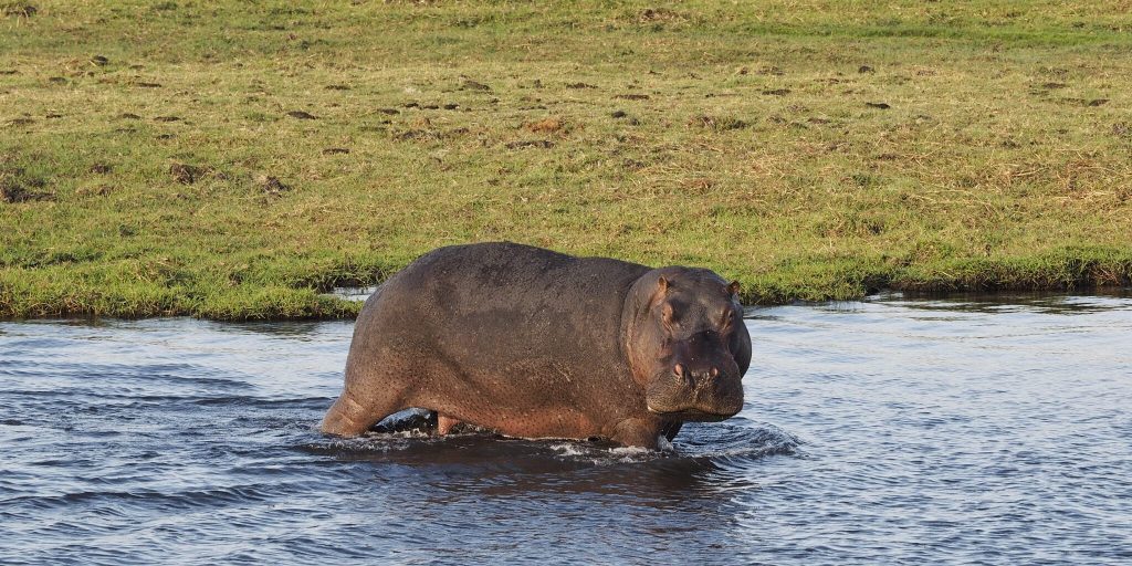 Chobe National Park: Where Hordes and Herds&nbsp;Roam