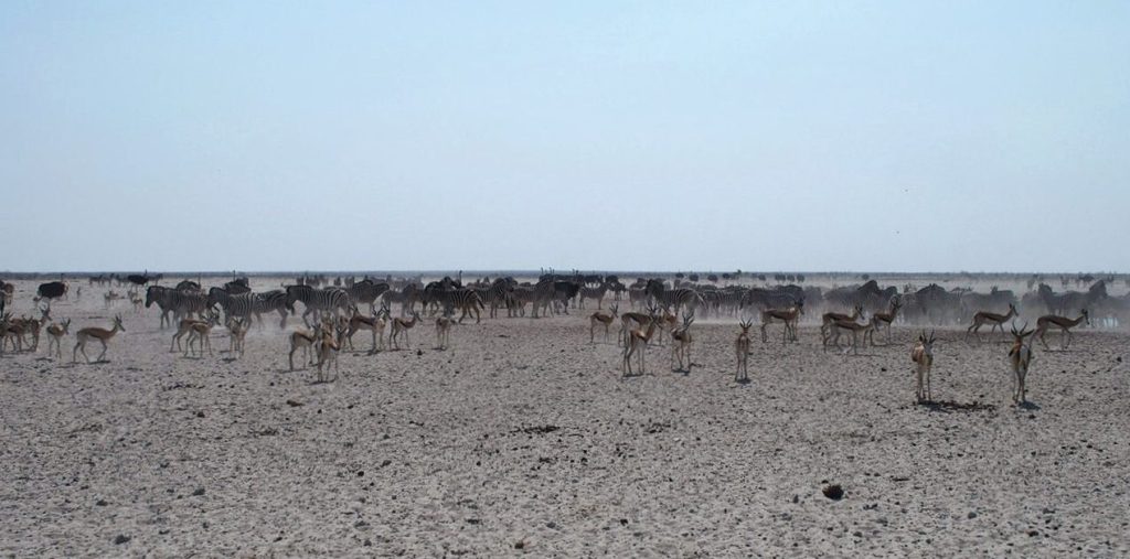Etosha’s Wild West