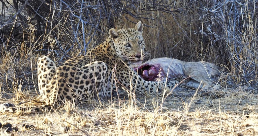 Africat Okonjima: Luxury Safari and&nbsp;Conservation