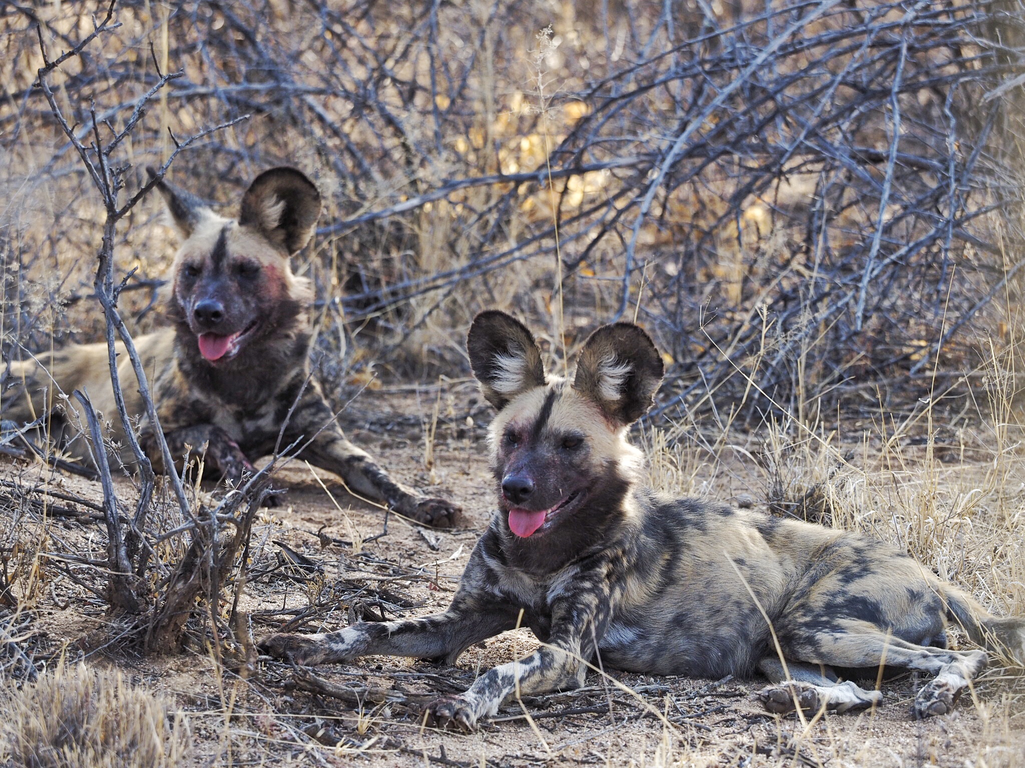 OLYMPUS DIGITAL CAMERA