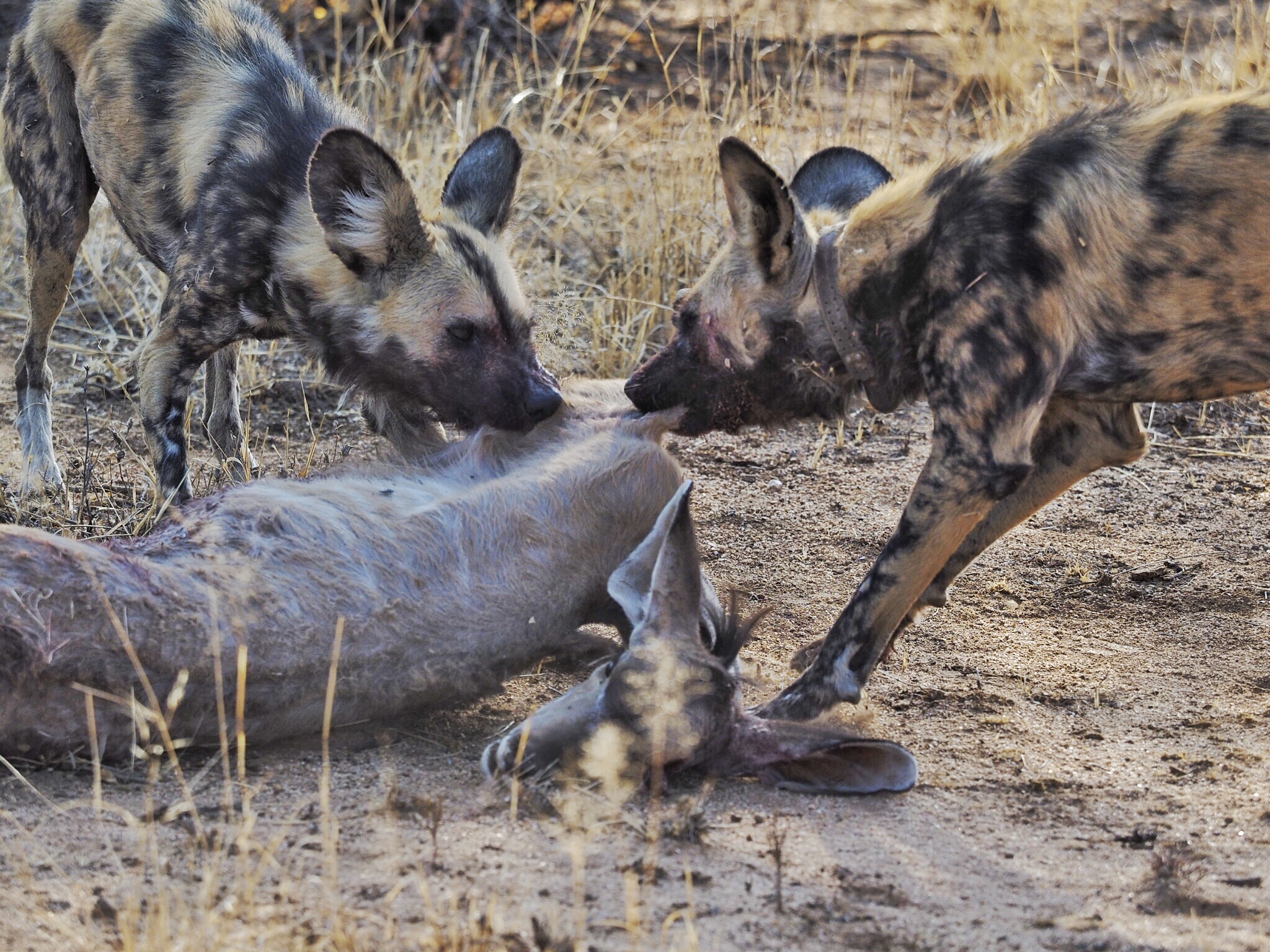 OLYMPUS DIGITAL CAMERA