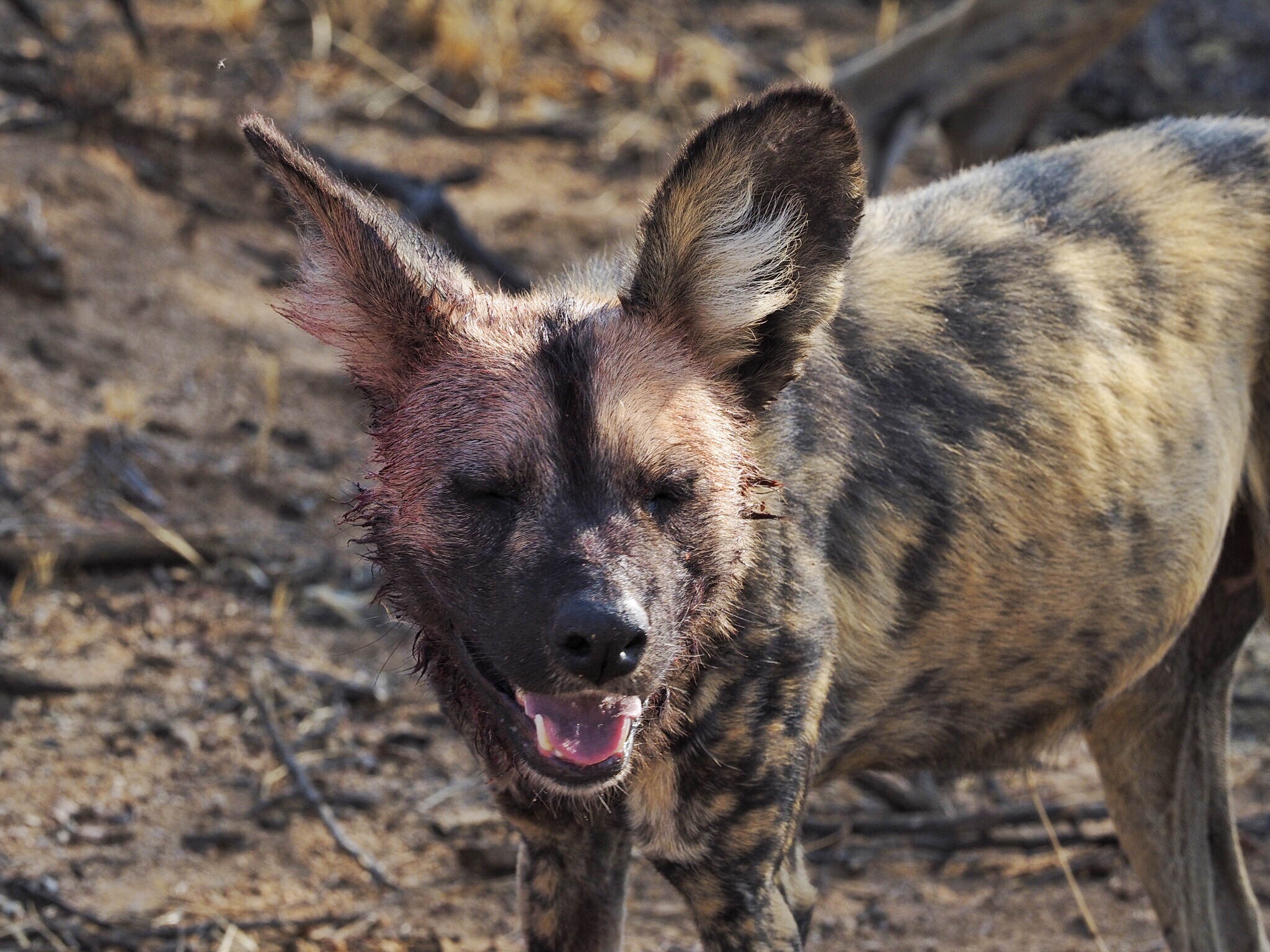 OLYMPUS DIGITAL CAMERA