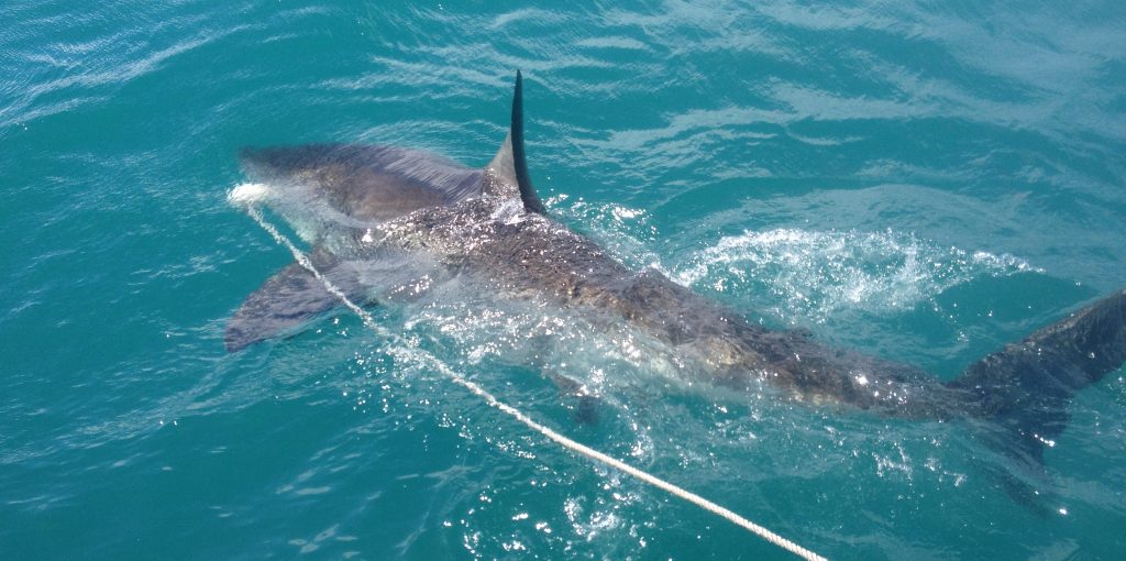 Recap – Penguins and Sharks&nbsp;Highlights