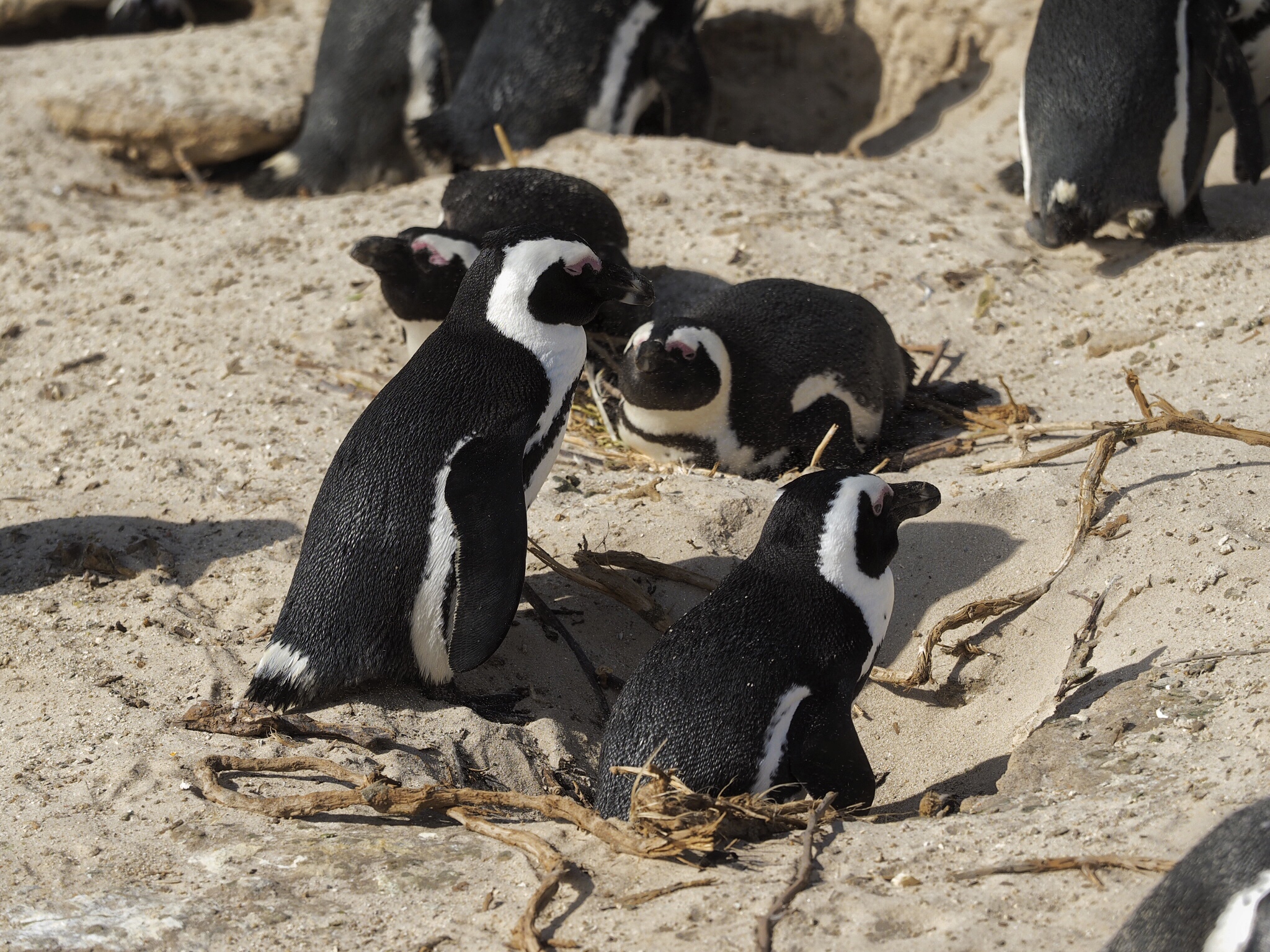 South Africa Cape Peninsula