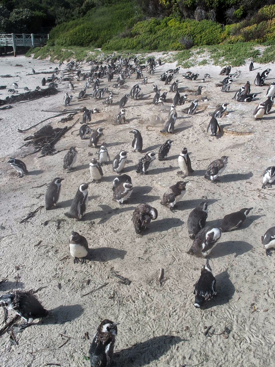 South Africa Cape Peninsula