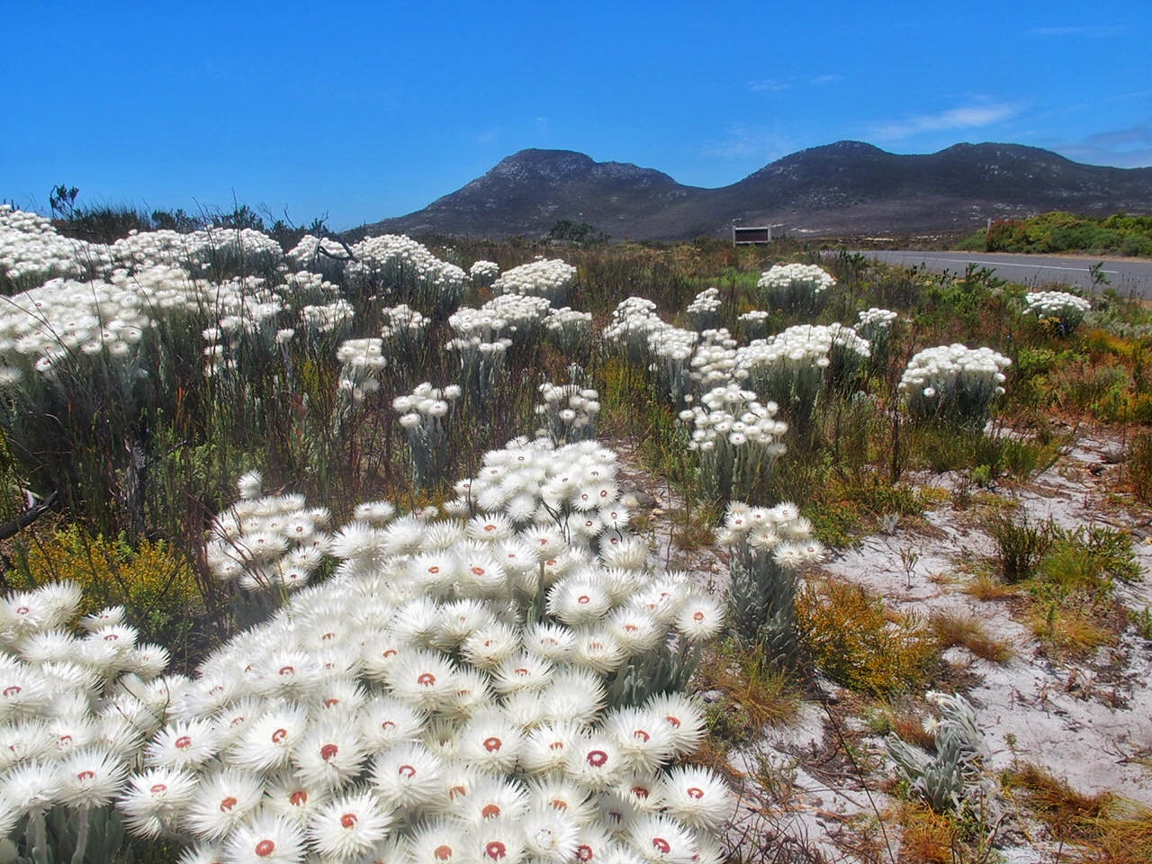 South Africa Cape Peninsula