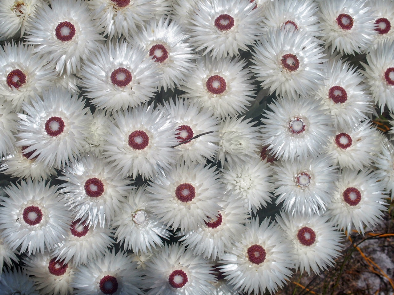 South Africa Cape Peninsula