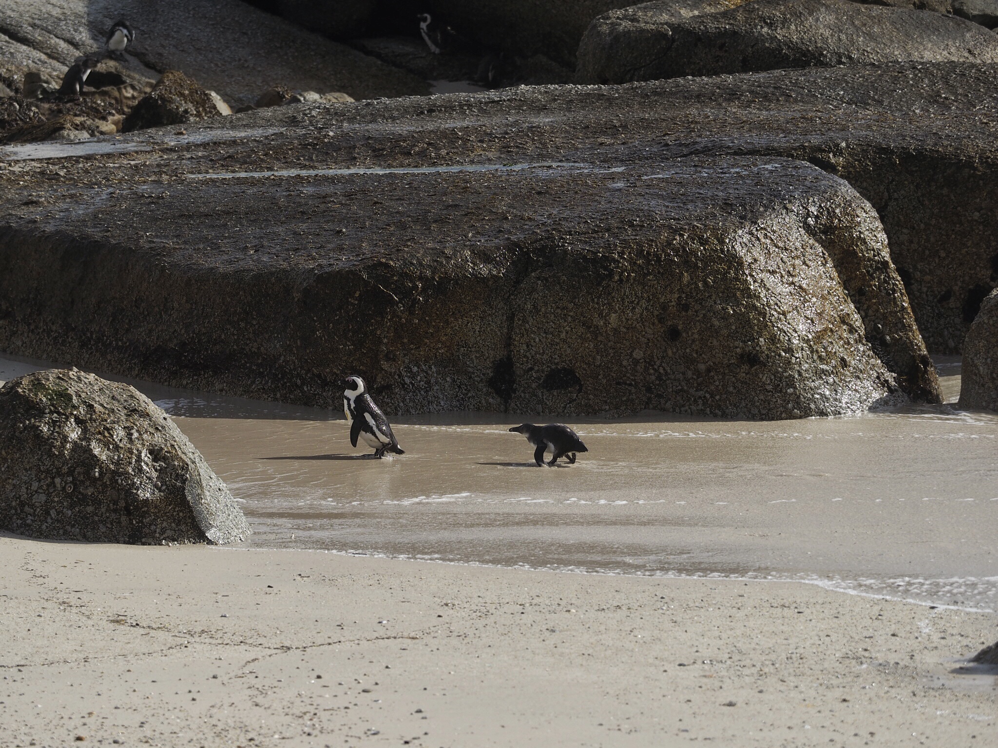 South Africa Cape Peninsula