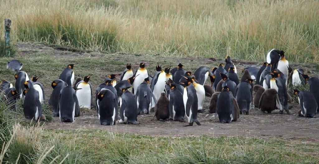 The Penguin Kingdom of Tierra del&nbsp;Fuego