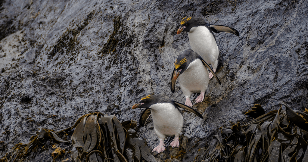 Stylish Penguins of Cooper&nbsp;Bay