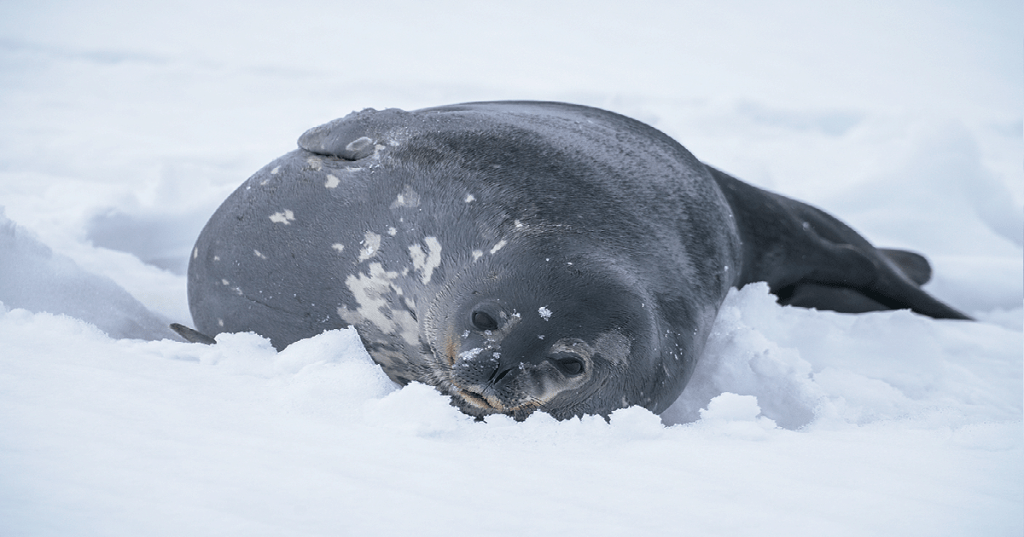 Last Antarctica Landing