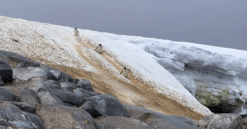 Life is a Penguin&nbsp;Highway
